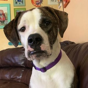 🐶 Dog Friendly Home 🐶